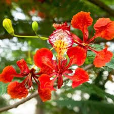 Royal Poinciana